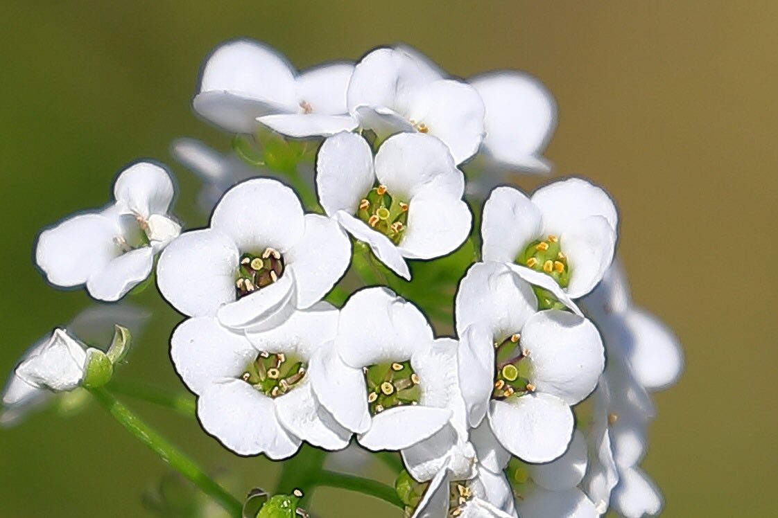 Fortune Look スイートアリッサム 雪の様に白く フワッとして綺麗 花言葉は優美 仲直り いつも愉快 ピッタリですね 花が好きな人と繋がりたい 花好きな人と繋がりたい はなまっぷ はなまっぷ Flower スイートアリッサム T Co