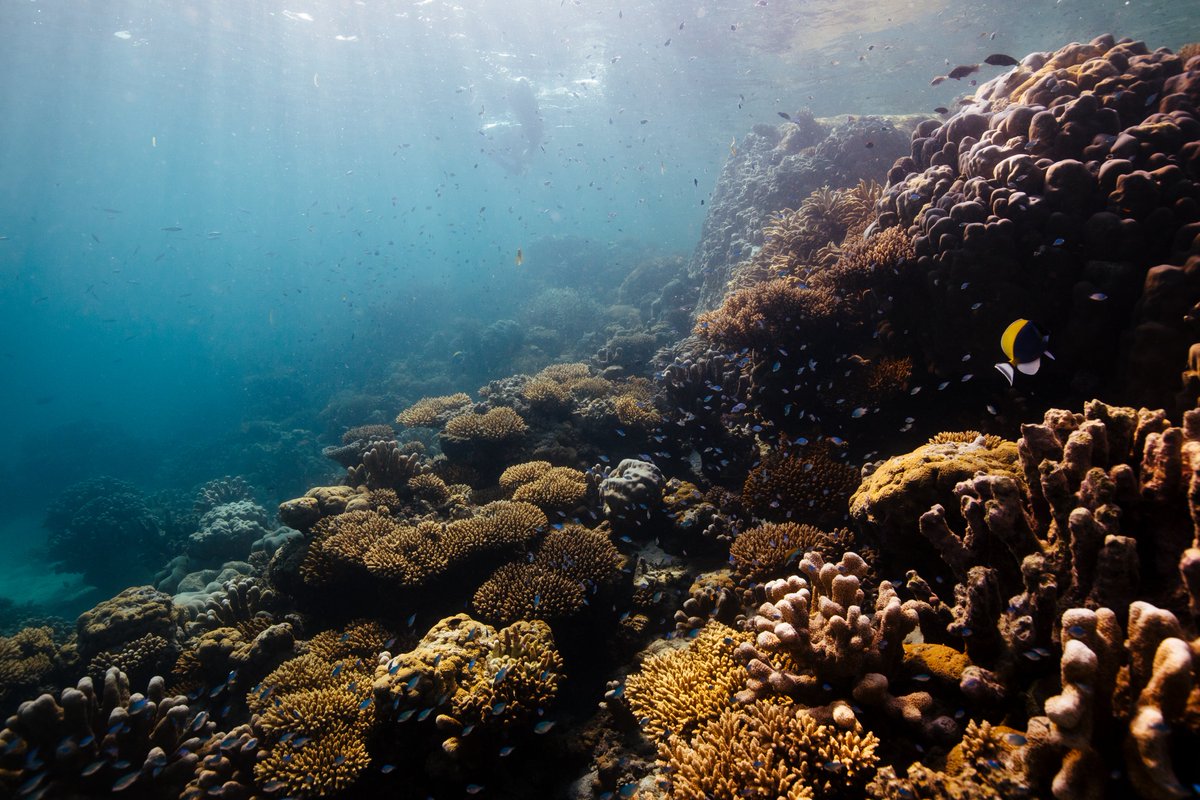 📸 Matt Porteous for Ocean Culture life 
