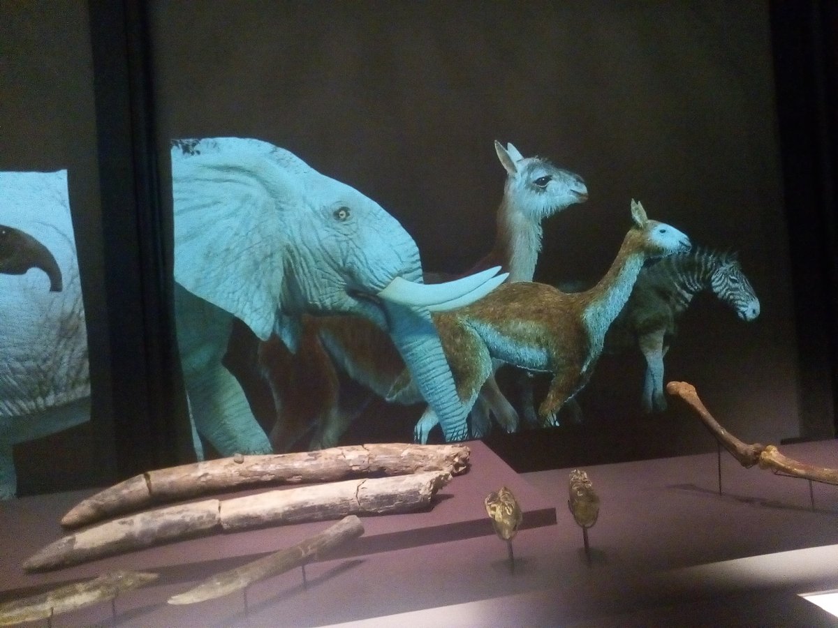 Incluso cuentan con un Museo de la Naturaleza con una exposición muy chula y que merece mucho la pena. Pero, sobre todo, en Serra da Capivara habitan distintos grupos de monos capuchinos (Sapajus libidinosus).