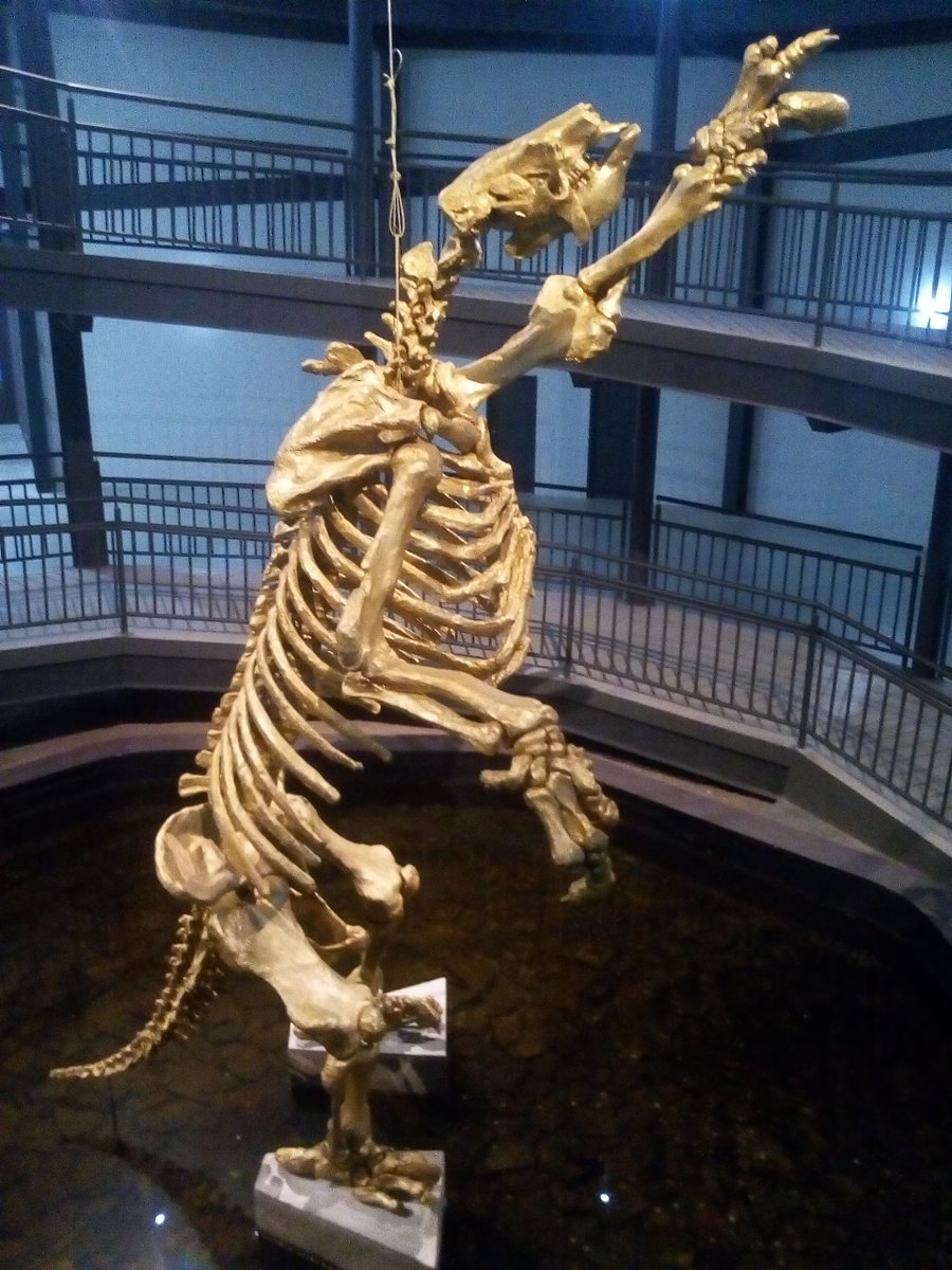 Incluso cuentan con un Museo de la Naturaleza con una exposición muy chula y que merece mucho la pena. Pero, sobre todo, en Serra da Capivara habitan distintos grupos de monos capuchinos (Sapajus libidinosus).