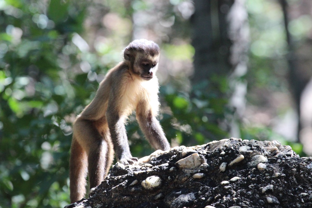 Sobre todo, nuestro estudio pone de manifiesto que los primates actuales poseen un comportamiento complejo, que se ha mantenido en el tiempo, que debemos proteger y conservar. Si ellos desaparecen, toda su cultura desaparecerá.