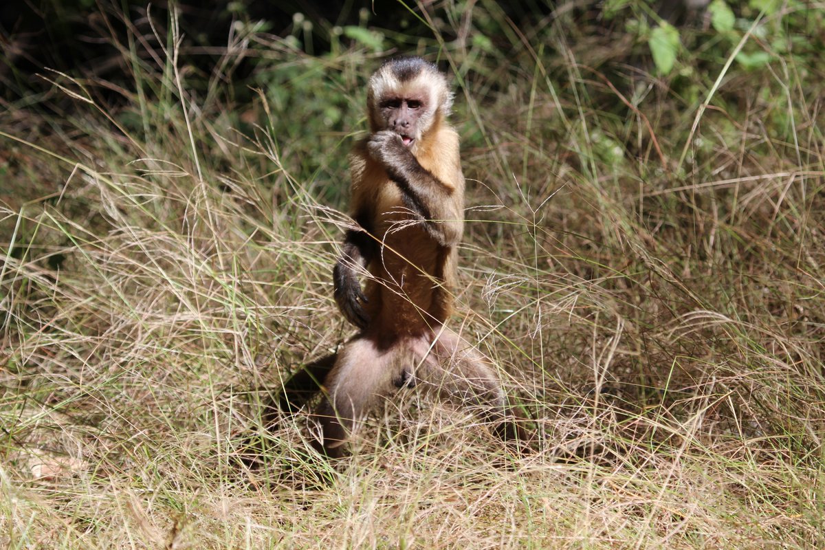 Sobre todo, nuestro estudio pone de manifiesto que los primates actuales poseen un comportamiento complejo, que se ha mantenido en el tiempo, que debemos proteger y conservar. Si ellos desaparecen, toda su cultura desaparecerá.