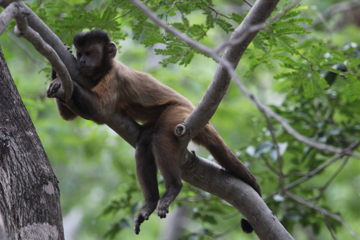 Sobre todo, nuestro estudio pone de manifiesto que los primates actuales poseen un comportamiento complejo, que se ha mantenido en el tiempo, que debemos proteger y conservar. Si ellos desaparecen, toda su cultura desaparecerá.