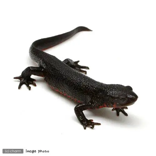 チャーム公式 ヤモリは爬虫類 イモリは両生類 左の画像はイモリ 右の画像がヤモリです ヒョウモントカゲモドキなど チャーム館林店にて販売中の子もいます ぜひ足を運んで見てください ゝ ﾉ Charmtips