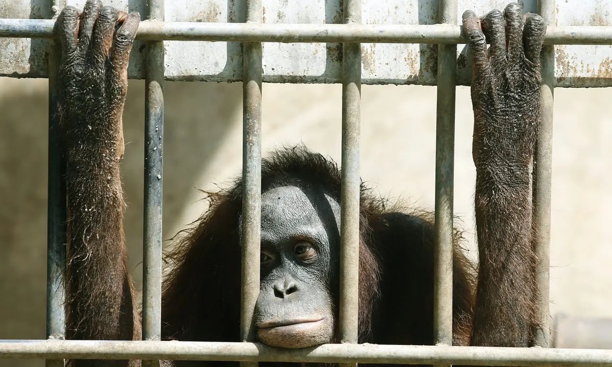 Unknown__2b's tweet photo. #zoos are educational and the 
children learn a lot from the 
natural behavior of the animals
#DontBuyAticket #OpCloseTheZoo 
#NoMoreCaptivity https://t.co/len7l0tim8