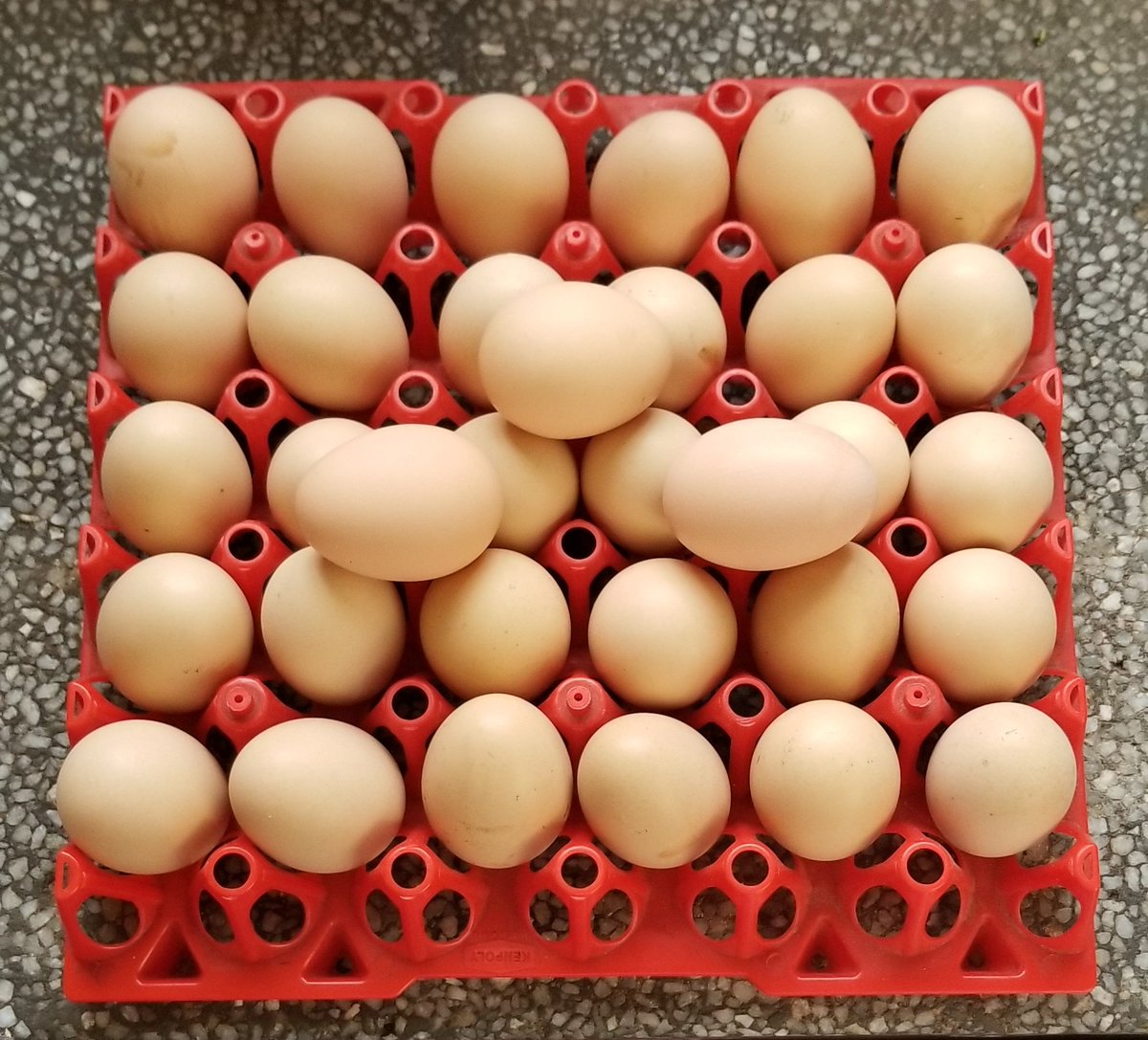 Hizi zimekua more than enough for us Kienyeji tray huuzwa how much btw? &ndash; bei  Imara Daima