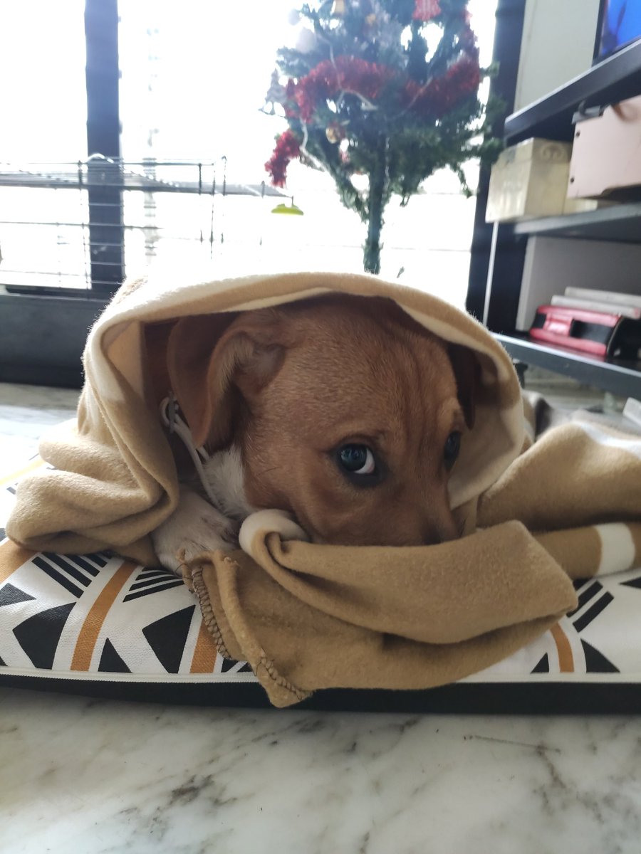 pagramos's tweet photo. @Mariosr__ Lo adopté antes de ayer, aún está acostumbrándose a mí 🥰 https://t.co/qkM0sjOniq