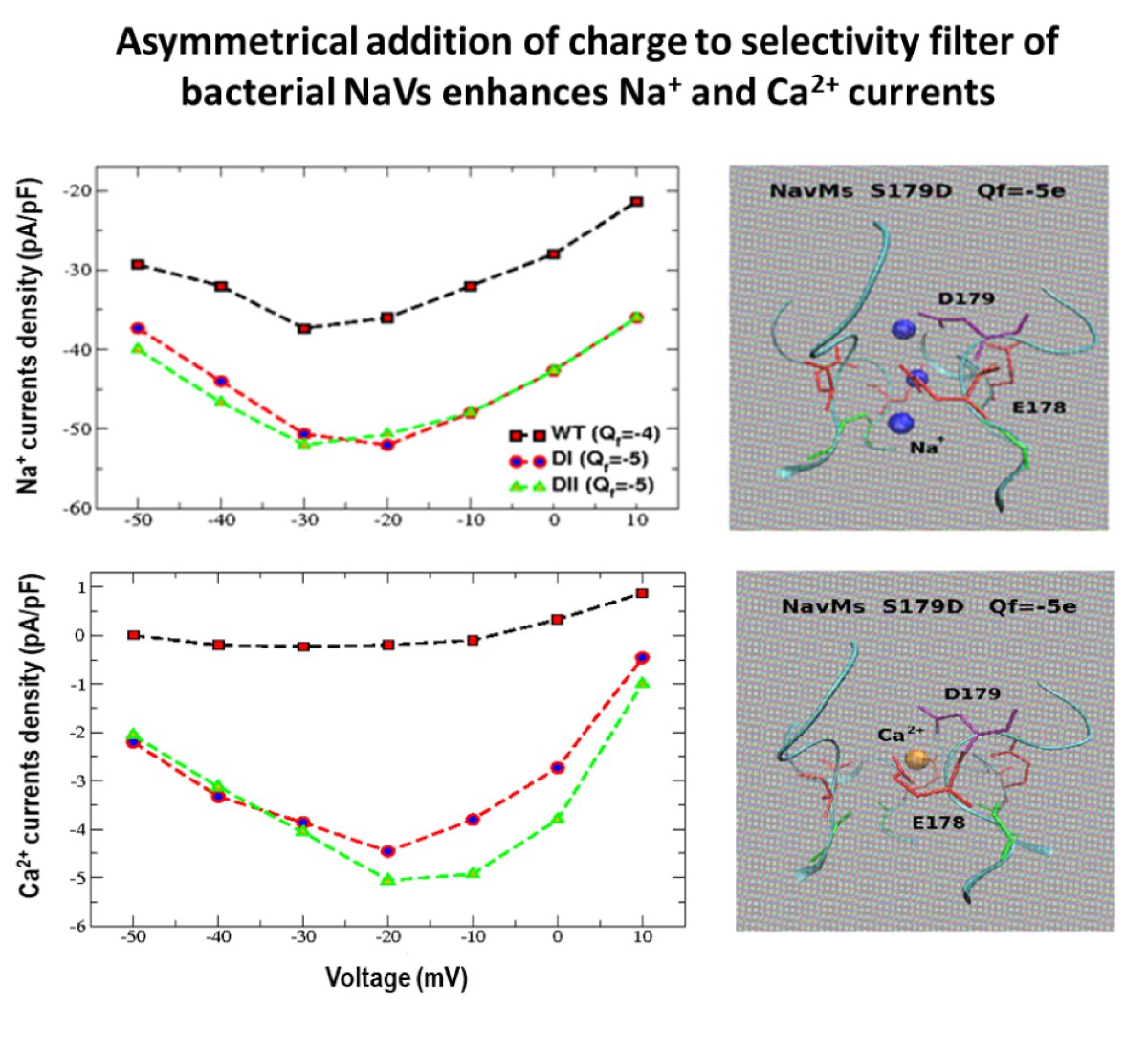 Entropy_MDPI's tweet image. #mdpientropy &quot;Changes in Ion Selectivity Following the Asymmetrical Addition of Charge to the Selectivity Filter of Bacterial Sodium Channels&quot; mdpi.com/1099-4300/22/1…

#ionchannel
#selectivity
#permeability
#patchclamp
#computersimulations