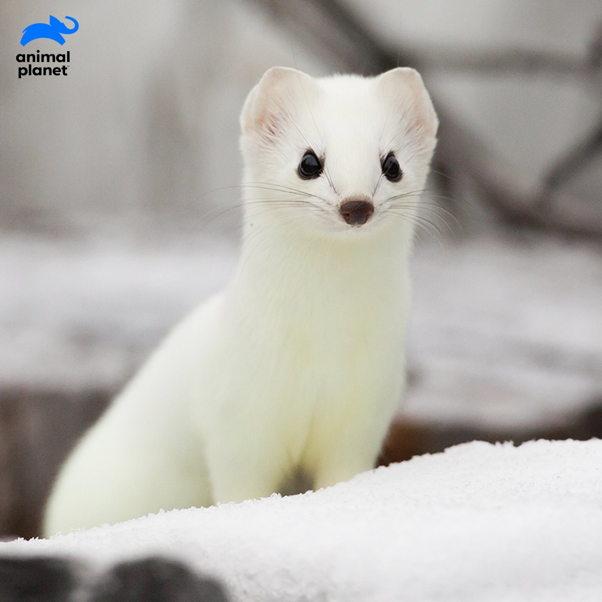 Animal Planet India V Twitter An Antisocial Weasel Besides The Breeding Season The Nocturnal Short Tailed Weasels Are Socially Inactive They Also Possess A Stinky Smell Which Acts As A Smelly Defence And