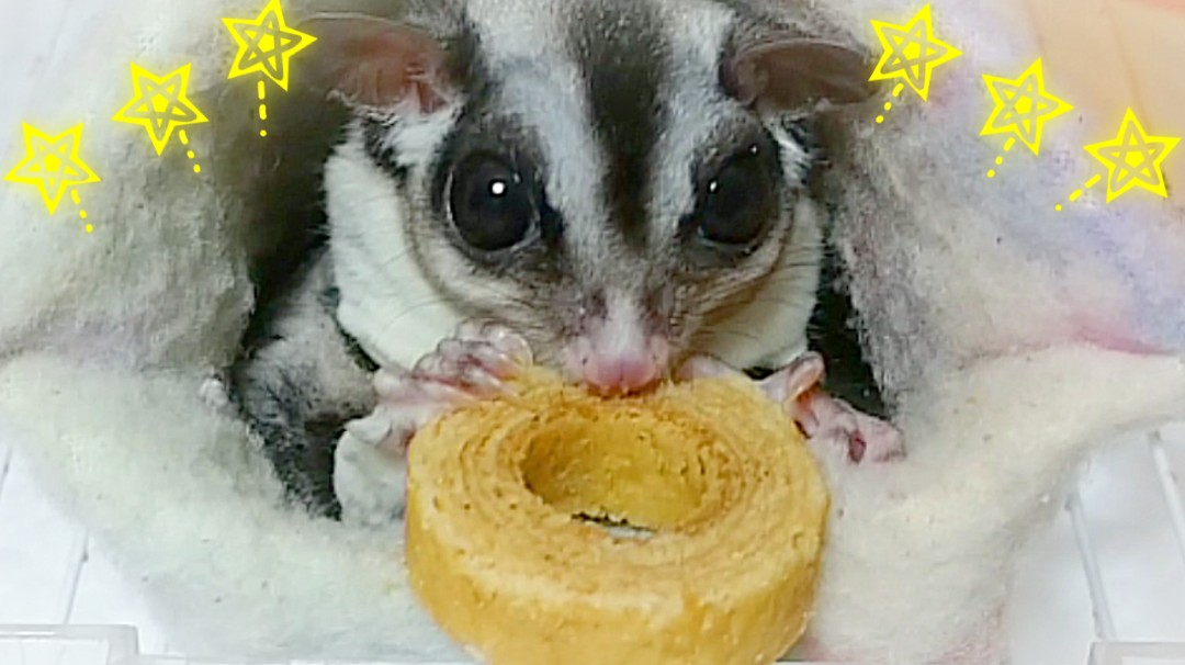 ようちゃん Animal Pet Tv Ar Twitter ピグミーポッサム オーストラリアの森林火災でこんなにも可愛い子が絶滅の危機に瀕 ひん していたらしいよっ でも生存が確認されたみたいで 生きていて本当に良かったよ ミミ子の同じ有袋類の仲間だからほっとけ