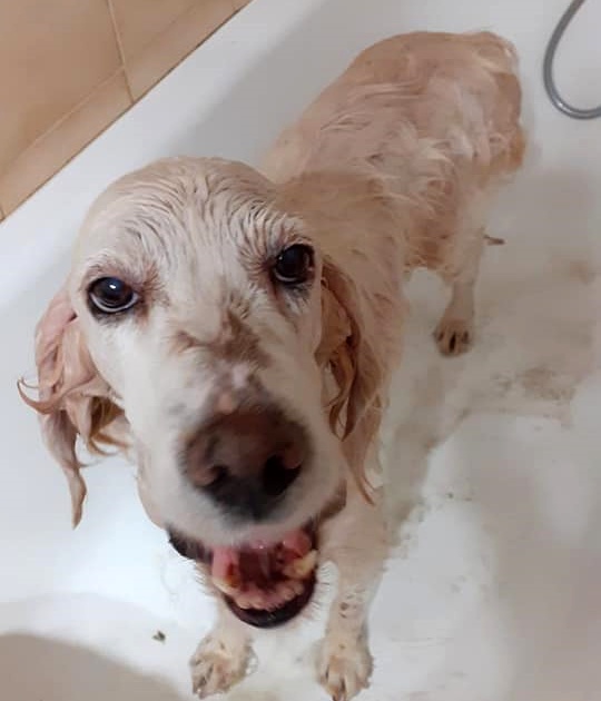 SosAbuelos1's tweet photo. ✓NOTICIAS- SEGUIMIENTO (Lunes 14/ 12);
-Señor, dame paciencia.. mira que bañarme con esta rasca!! 🙄-
Eso debe pensar la yayi #TXURI por muy calentita que esté el agua 💦
Se nos cae la baba..
Es apta con perros. No con gatos
Está en Navarra
asociacionadoptanavarra@hotmail.com https://t.co/LrFX8GkaK4