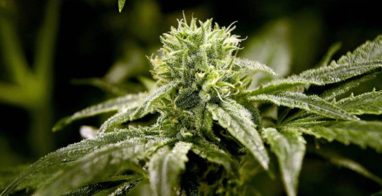 EverydaySmoke3's tweet photo. This for tonight.
#CannabisCommunity https://t.co/Y579RYP0w0