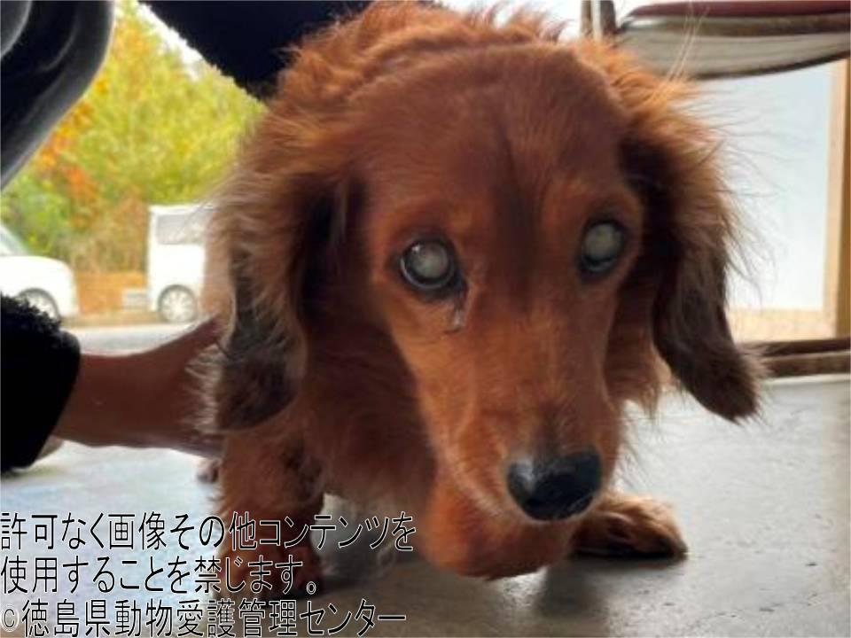 Japanesemichael Jackson Di Twitter 徳島県動物管理センター 期限 12月17日 性別 男 年齢 老犬 犬種 M ダックス 体格 小 毛色 茶 収容月日場所 12 14 徳島市島田町 首輪なし 白内障 迷子犬 徳島県 徳島市 島田町 ミニチュアダックスフンド犬