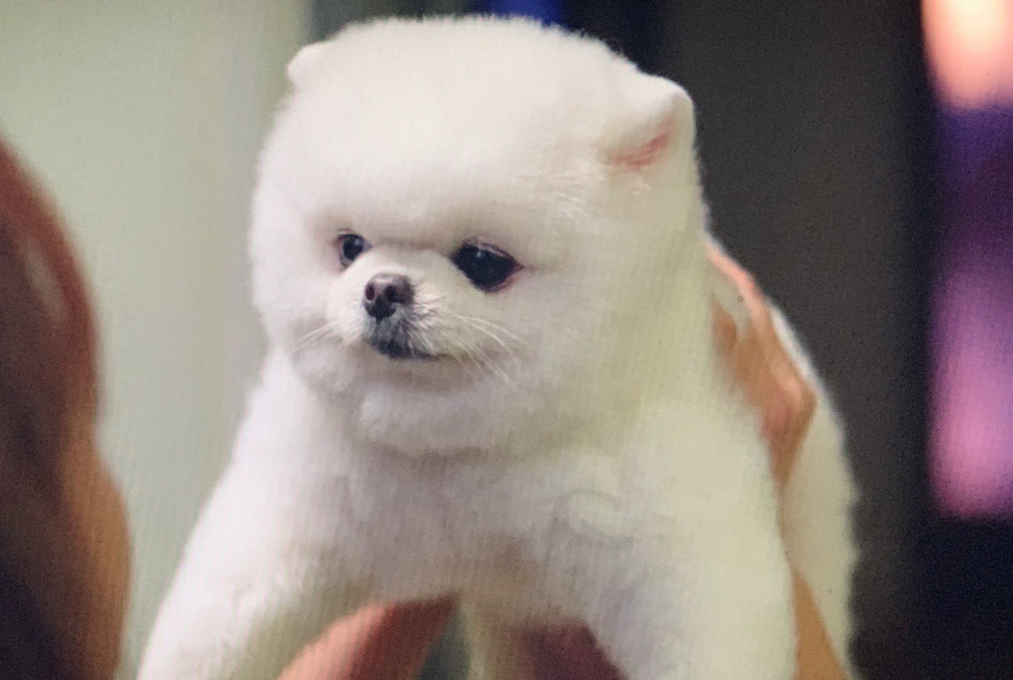 愚鈍 フォロワーさんから教えていただいた Netflixで配信されている ドドソソララソ めちゃめちゃにかわいい白ポメのミミちゃんが頻繁に出てきて肝心の話が頭に入らない