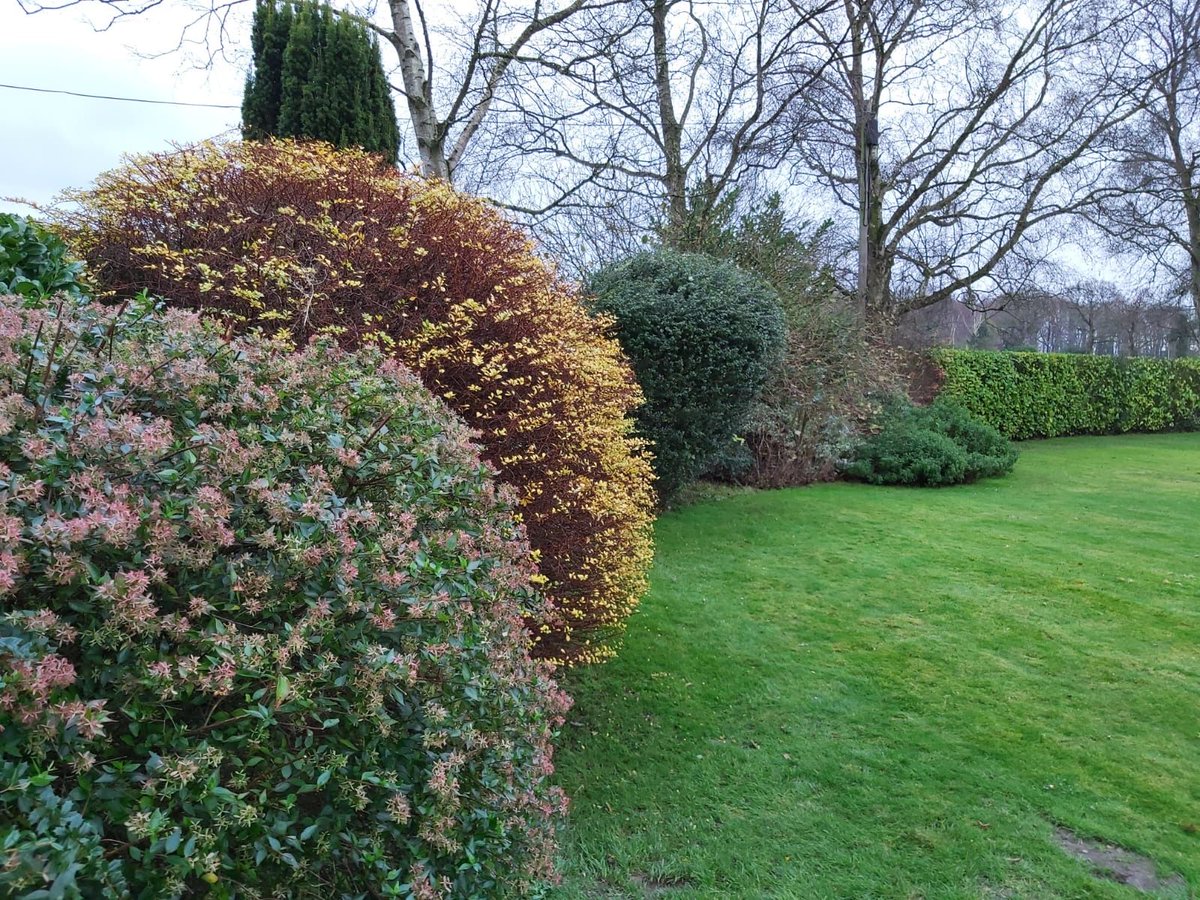 BlueIrisUK's tweet image. Beautiful shrub pruning completed earlier this week by some of our maintenance team!

#shrubpruning #garden #gardening #gardener #gardeninspiration #stokeontrent #staffordshire #derbyshire #cheshire