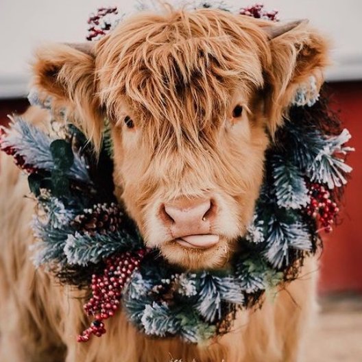 CowoftheDay1's tweet photo. 📅 16th December 2020
🏷 Instagram/amanda.o.photography
 💕#animaloftheday https://t.co/iVma5r5yPi