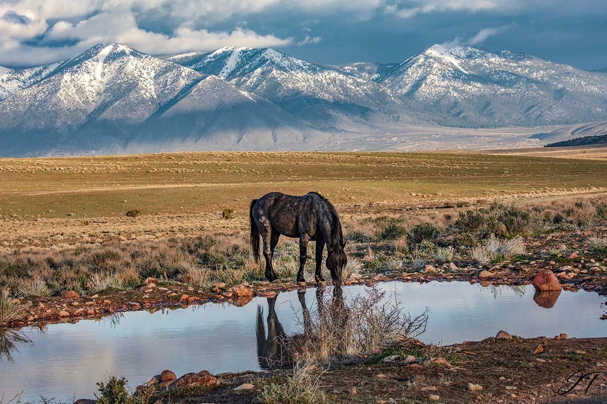 newscientist's tweet photo. Ranchers fight US government to corral the last wild horses of Nevada https://t.co/jG3p6QbTty https://t.co/XA5UsOsiE3