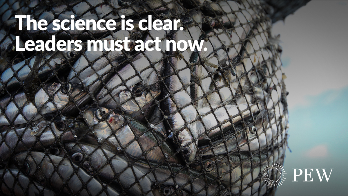 PewEurope's tweet photo. At this week's #AGRIFISH council, the EU must prioritise sustainability and #EndOverfishing —at least in the limits it sets. Retweet to urge ministers to follow the science. https://t.co/JFPYMeTOJh https://t.co/zWXbCg5zeD