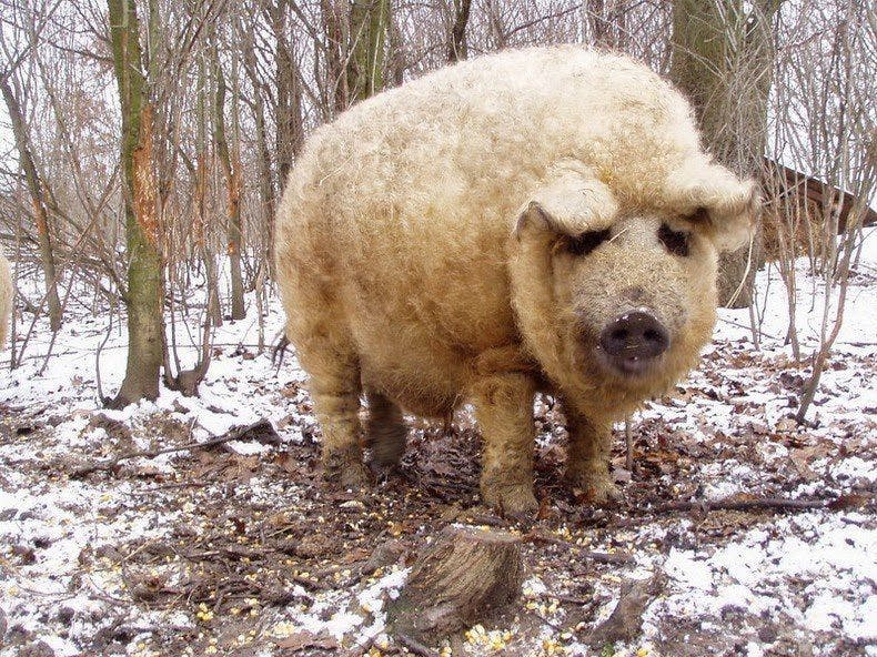 Hey. Yes you. I know you think 2020 has been crap. But nice things have happened too. Here's a hairy pig to grab your attention and my list of unequivocally good news for heritage science in 2020. There's been a lot of good stuff! Don't believe it? 
