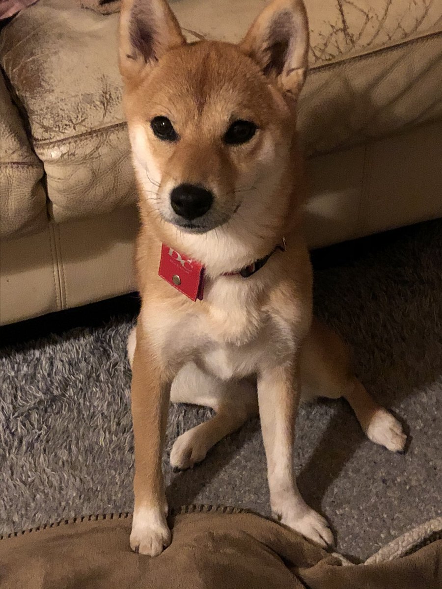 柴犬お凛の日常 Rin S Life 女の子座り 今年の清水寺の漢字は 蜜 でしたね 柴犬 Shiba 今年の漢字 柴犬お凛 1歳 柴犬お凛の日常 Rin S Life 女の子座り 今年の清水寺の漢字は 蜜 でしたね 柴犬 Shiba 今年の漢字 柴犬お凛 1歳