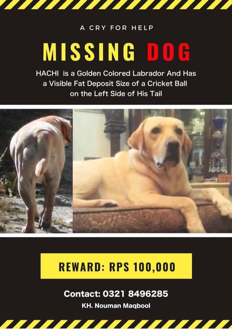 sanajamaltasnim's tweet photo. @AzamJamil53 kindly retweet #findhachi
A GOLDEN LABRADOR NAMED HACHI WAS STOLEN FROM A TENT PEGING EVENT IN KALA SHAH KAKU, SA GARDENS ON 25OCTOBER, SUNDAY.HE HAS A VISIBLE FAT DEPOSIT SIZE OF A CRICKET BALL ON THE LEFT SIDE O https://t.co/Mh3Bbl78bR
