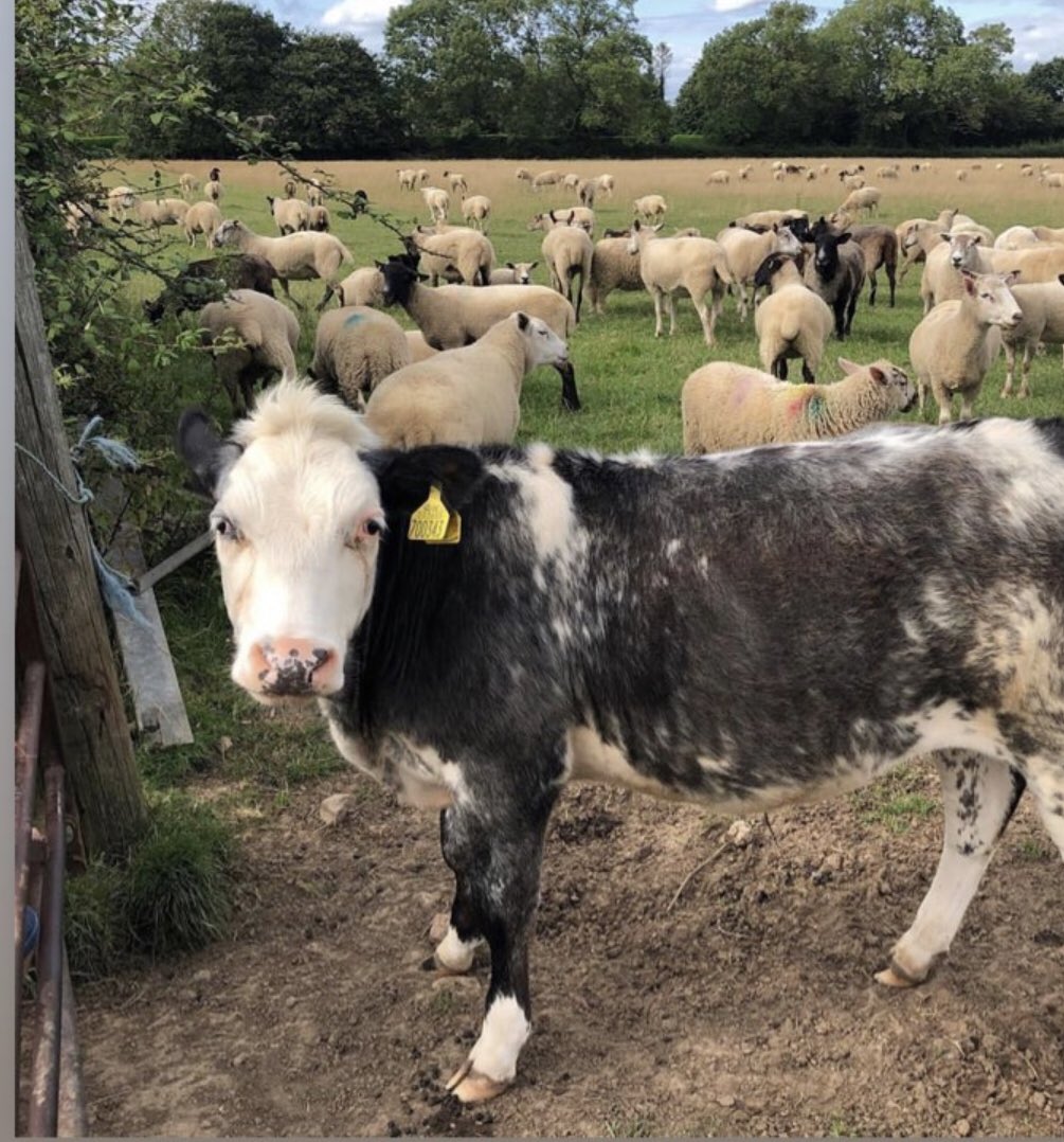 EllieMayflor's tweet photo. Nero is 2 !!!! Happy birthday Nero. 
Pls visit @FARSSanctuary to help all the animals #animals #calf #cow #bull #sheep #vegan #donate #passion #love https://t.co/UDOSSThYZj