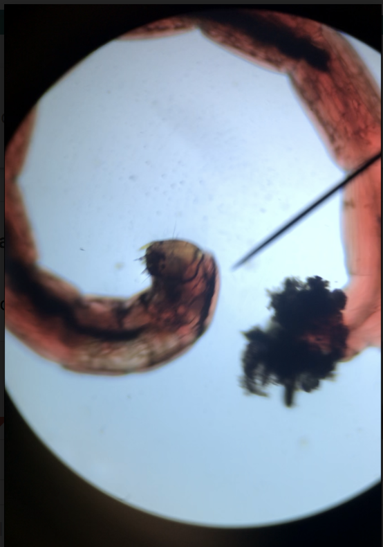 ScienceBHGirls's tweet photo. 🔬 Y10 observing bioindicator species this morning; Bloodworms and daphnia. Great activity for indirectly monitoring the levels of pollution in an aquatic environment 👍 Not so great if you're not a fan of insects. https://t.co/dW4hyABQ61
