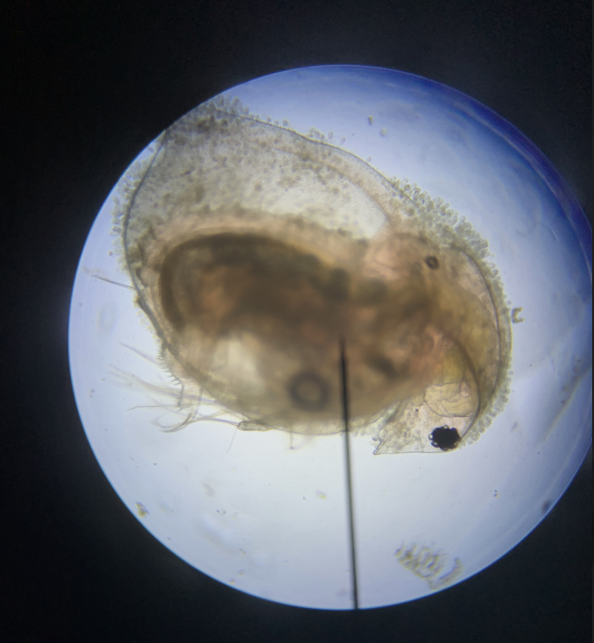 ScienceBHGirls's tweet photo. 🔬 Y10 observing bioindicator species this morning; Bloodworms and daphnia. Great activity for indirectly monitoring the levels of pollution in an aquatic environment 👍 Not so great if you're not a fan of insects. https://t.co/dW4hyABQ61