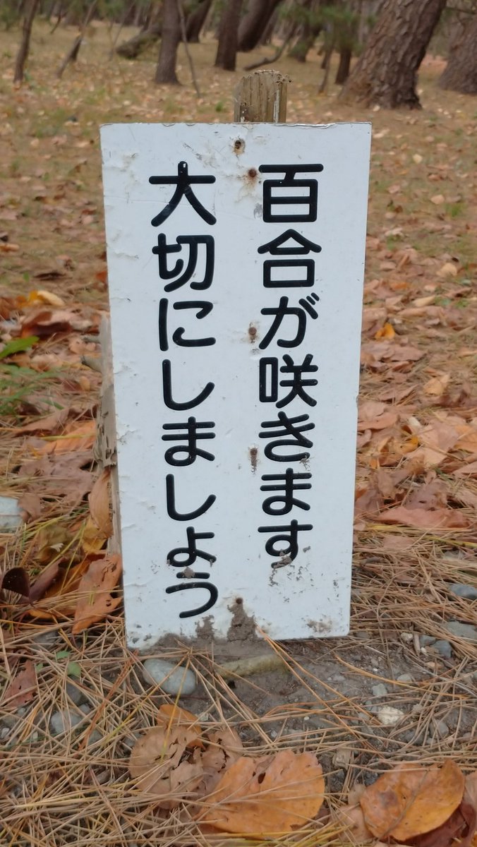 さざめざく tweet media