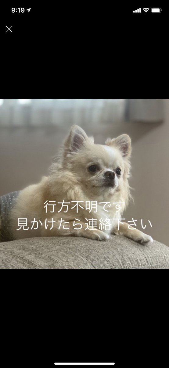 FvvhvVnhHryMxQV's tweet photo. 愛知県一宮市にて行方不明になったチワワちゃん。
今もどこかの寒空の下で不安に過ごしていると思うと一刻も早く見つかってほしい。
※画像勝手にお借りしています。
愛知県住みの方もそうでない方も拡散よろしくお願いします‼️‼️
#拡散希望 
#拡散RT希望
#愛知県 
#一宮市
#迷子犬
#チワワ
#行方不明 https://t.co/3aJnlBvr5Z