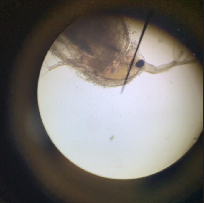 ScienceBHGirls's tweet photo. 🔬 Y10 observing bioindicator species this morning; Bloodworms and daphnia. Great activity for indirectly monitoring the levels of pollution in an aquatic environment 👍 Not so great if you're not a fan of insects. https://t.co/dW4hyABQ61