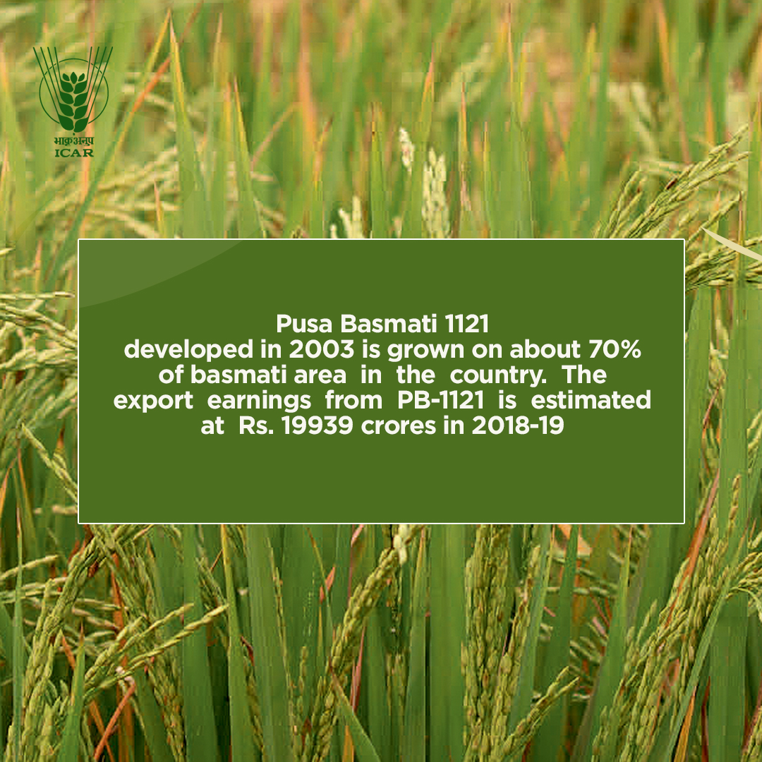 icarindia's tweet photo. Pusa Basmati 1121
#SahiPoshanDeshRoshan #biofortified #nutrition #ICAR 
@MinistryWCD https://t.co/kxn6m0183u