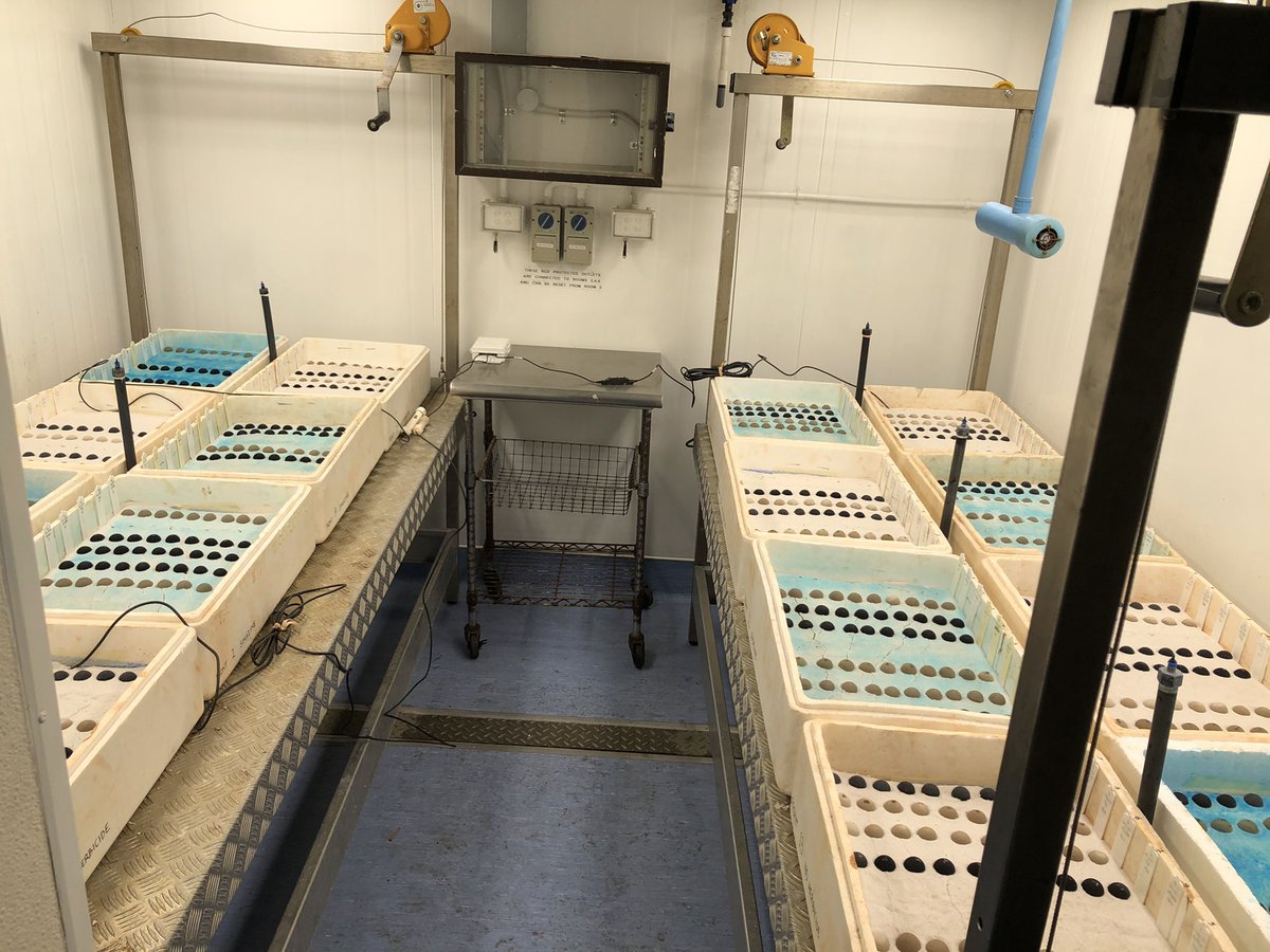 Vanessa Brown (@vanessa_brown_s) on Twitter photo A big day today! We set up a glasshouse trial <a href="/ScienceUWA/">Science at UWA</a> looking at seed placement in extruded pellets for better herbicide protection. Thanks <a href="/alisonlritchie/">Alison Ritchie</a> and Taylah! Time to put our feet up 🙌🌱 A big day today! We set up a glasshouse trial <a href="/ScienceUWA/">Science at UWA</a> looking at seed placement in extruded pellets for better herbicide protection. Thanks <a href="/alisonlritchie/">Alison Ritchie</a> and Taylah! Time to put our feet up 🙌🌱