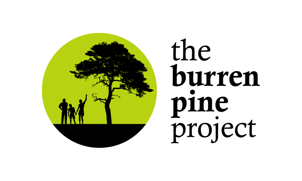🥁Excited to launch The #BurrenPineProject (burrenbeo.com/the-burren-pin…) which seeks to restore our only native pine tree, thought to be extinct from the Irish flora, until a small population was recently rediscovered in the #Burren! Individual &amp;Business Sponsorships available🎄🎄