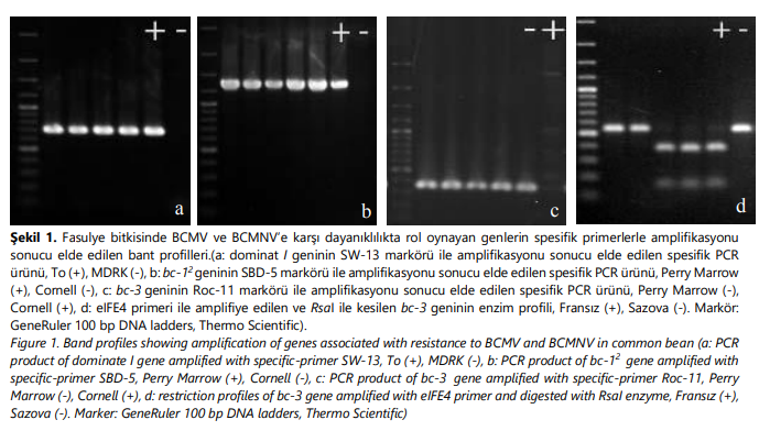 IJAWS_BAIBU's tweet photo. Determination of Resistance Sources to #BCMV and #BCMNV in Some Common #Bean (#Phaseolus vulgaris L.) Cultivars Grown in #Turkey
by Palacıoğlu et al.
@AnkaraUni
@ibuajanda https://t.co/Dmqegc6VA2