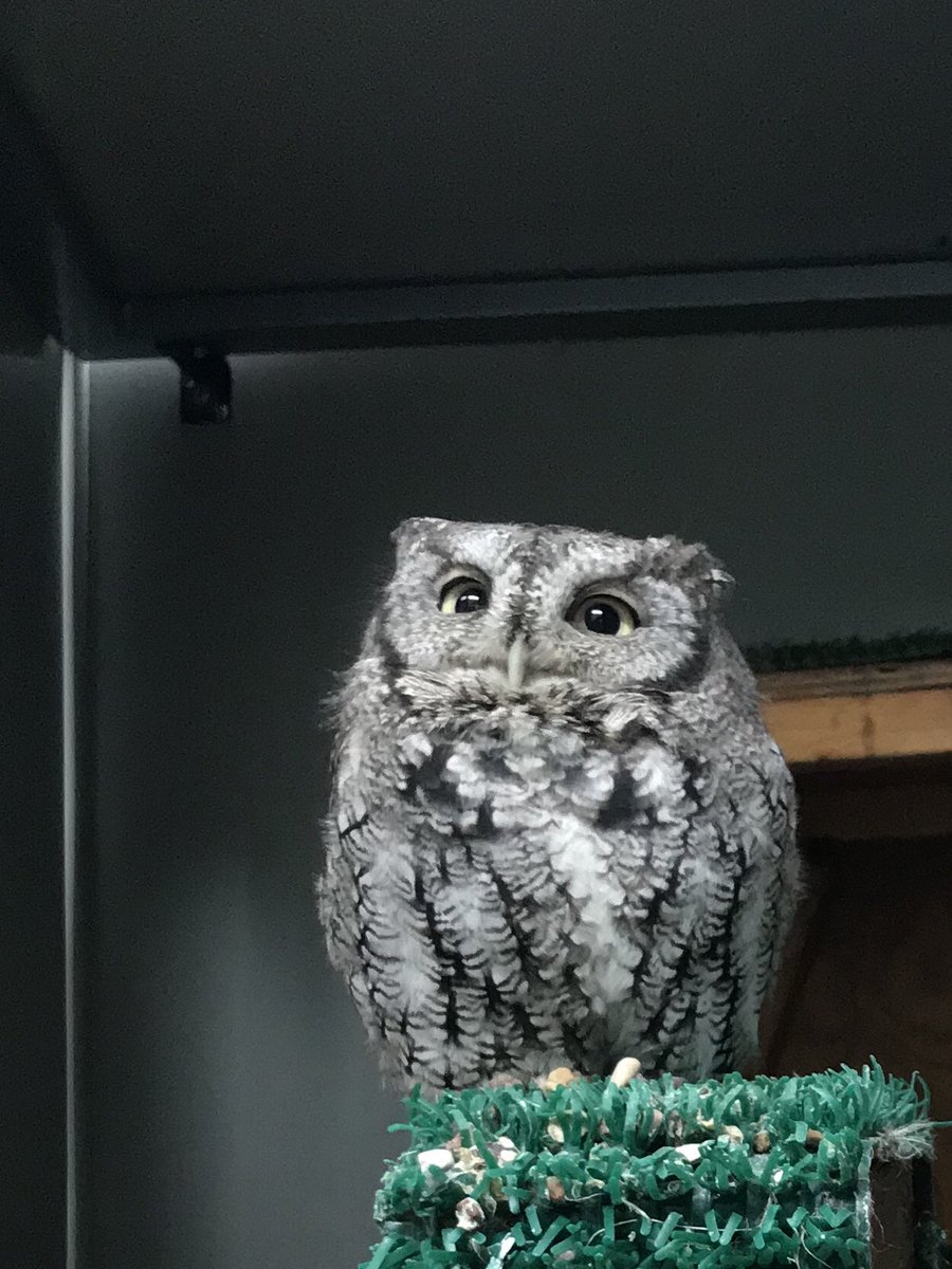 cartilagepizza's tweet photo. Male #FalcoSparverius, #Aegoliusacadius & grey #Megascopsasio all eat Pizza and romance my heart https://t.co/q3D6uE9wyq