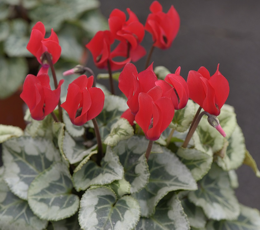 GC_Association's tweet photo. Are #Houseplants selling well again this #Christmas? Certainly, it’s been a year when everyone has welcomed more flora into their #homes, and they are a vital part of all our wellbeing. We’ll reveal all in our #BarometerOfTrade in January. https://t.co/iVbGYYkCmP