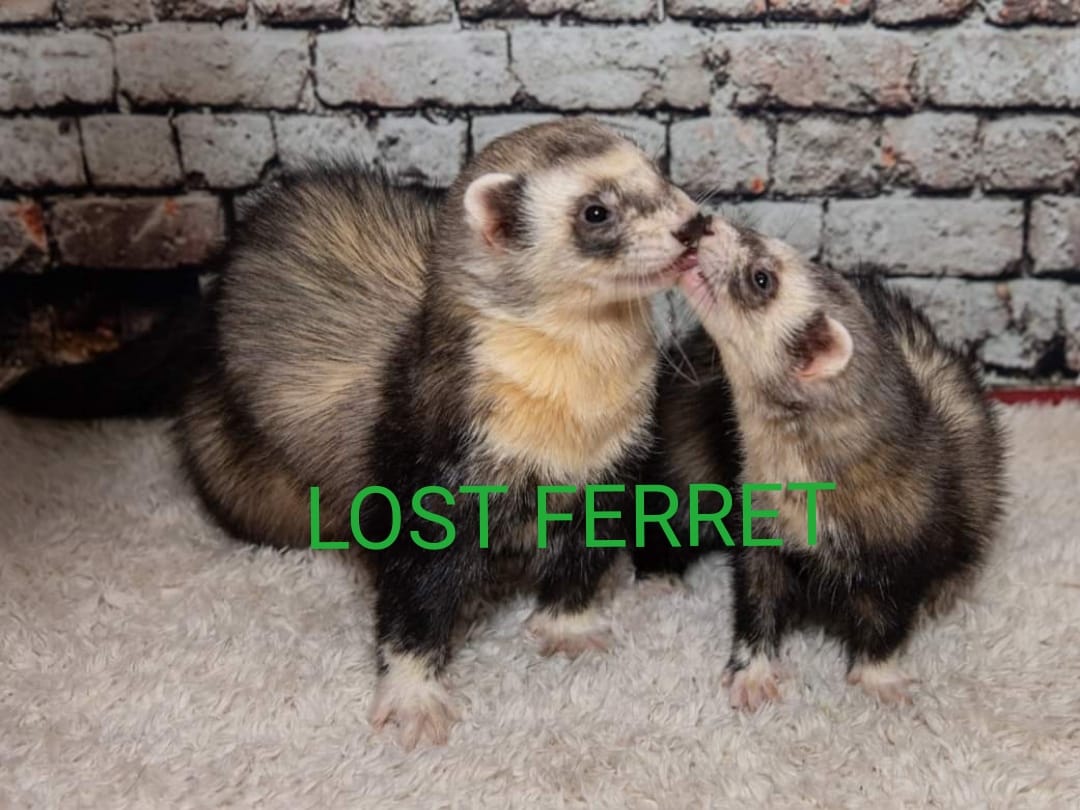 #Ferret #lost #GantsHill #GayshamAvenue #Ilford #IG2 area. 📞 07903611159. facebook.com/ilona.povilans… #LostFerret #Ferrets #MissingFerret