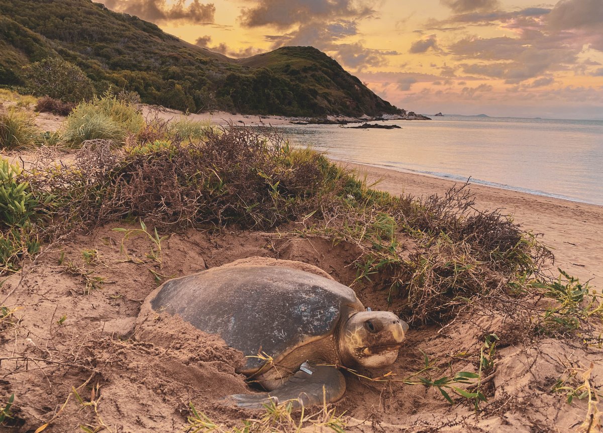Emily_A_Gregory's tweet photo. Spent the last few weeks camped on Peak Island with the Qld Turtle Monitoring Program. 
The Peak Island flatback nesting population has been monitored by Dr. Col Limpus since the 80s, so it was a real privilege to be invited to contribute to this very groovy longterm data set!🐢 https://t.co/Co5tjEpklh