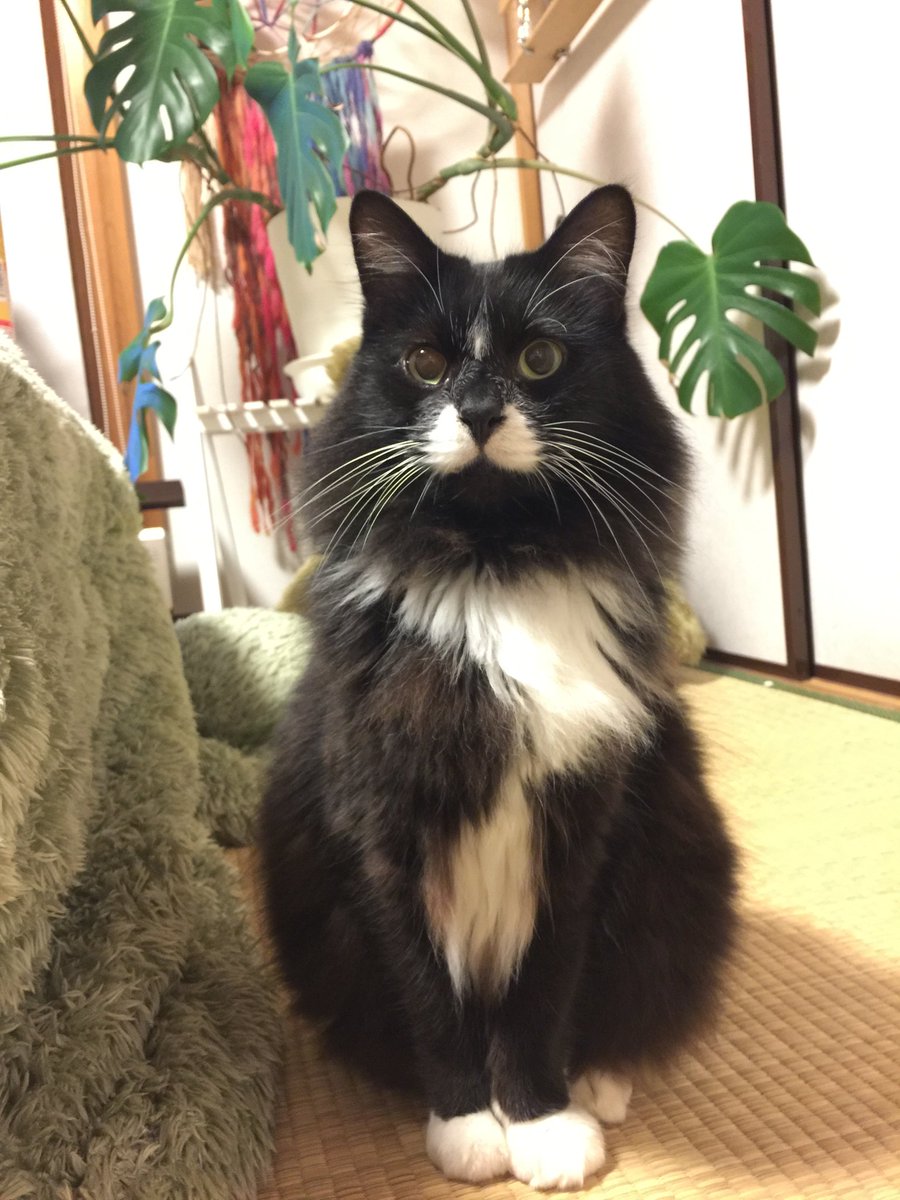 B_Bchaako's tweet photo. とりあえず
ご報告までに。

14日の深夜
愛猫のなるとが虹の橋を渡りました。

ここの所ずっと体調がすぐれず
看病の日々でしたが
たくさんの人がなるちゃんを
心配してくれて
ほんとに幸せな子でした。 https://t.co/7W9MPvKYBT