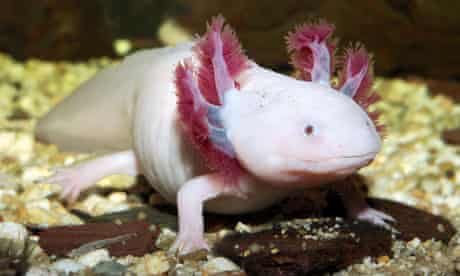 The big cute boi.

#axolotl #axolotls #pink #cowboyaxolotl #underwater #amphibian #water #acnh #axolotlfan #axolotllove #factoids #funfact #salamander