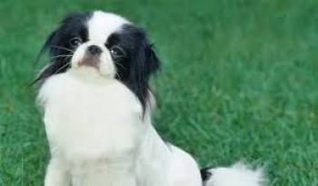 gelert01's tweet photo. #LongTimeMissing #SPOOKY 06/09/2015 #BlackRockSands nr #Porthmadog #LL49 #Gwynedd area #WALES #Chipped to #London Addy #GarregGoch #CaravanPark
@rosiedoc666 @rosieDoc2 @veryluckypugs @LostboxWALES @LostboxUK @team_greenacres @PortmadogMarket @PorthmadogTweet @NiaJeffreys https://t.co/4gMDChEnvG