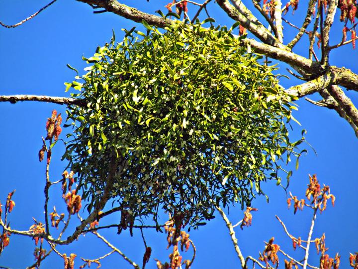 Hemiparasitic Mistletoe grows a structure called a haustorium into the host plant to access the vascular tissue. It’s the only native plant with white berries &amp; these are only found on the female plan.  The berries are a rich food source for Blackcaps &amp; Thrushes.