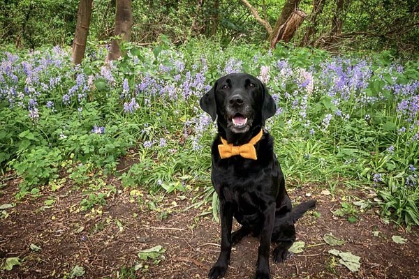 This is Stanley. He was found living in poor conditions after his owner died. He has since been rehomed

This year he’s one of the stars of our dog rescue calendar which is raising funds for local dog charities. 

It costs £3.99 &amp; can be ordered here paymentportal.northumberland.gov.uk/Payment/NCC/Ca…
