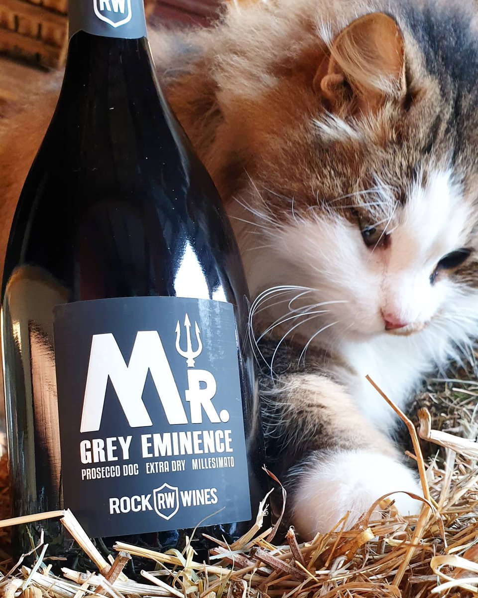 rock_wines's tweet photo. The real Mister of the farm!  Mr. MEATBALL (Polpetta) 
.
https://t.co/gRrw7OmNsw 
#winelovers #winerylover  #prosecco  #wineoclock #winerylife #ilovewine  #winelife #winestagram #winerylover   #rockwines #vinpassion #winedream  #CatsOfTwitter #WinEveryDay https://t.co/aNAhTcKrfZ