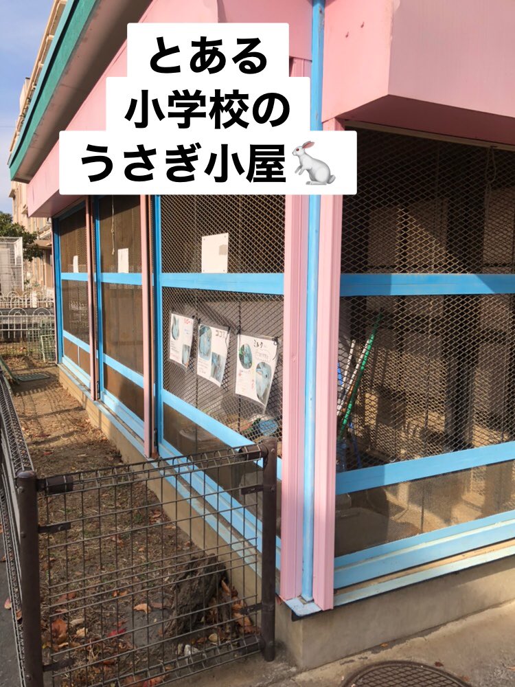 ペットシッターsos 大和店 今日はちょっと懐かしい気分 小学校のうさぎのお世話のご依頼です 普段は飼育委員の子供達がお世話をしている大事なうさぎさん みんながお休みの間 代わりにお世話しますよぉ 事務員さんとお打合せ 校庭の隅