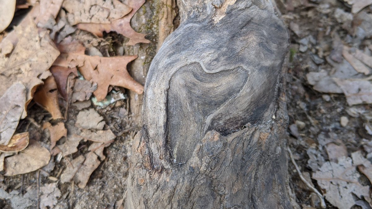 anneheck's tweet photo. Treasures from the trail . . . found heart ~
#foundheart #rootedinlove #TreasuresfromtheTrail https://t.co/dtnAEbLft4