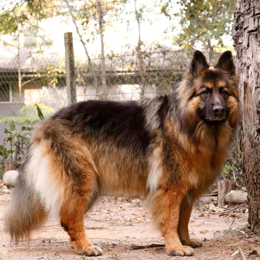 MargarteMom's tweet image. It’s a Presley! 😍 Hope all of you are staying safe during this wild weather that parts of Australia are having at the moment! 

Picture by/pawsforpresley 
#GermanShepherd  #LongHairedGermanShepherd #AustralianDogs #GoldCoastDogs #QLDDogs #DogsofBrisbane #LoserOfTheCentury