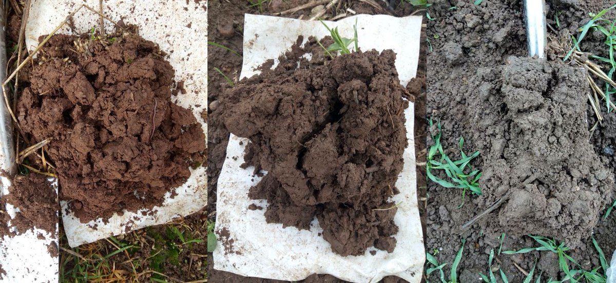 M_Nuttall_Ag's tweet photo. There is still time to register for tonight's #monitorfarm Monday webinar (7-8pm) where we will be "Digging up the dirt on the soil health card" with Penrith Monitor Farm @henryschol2 and Elizabeth Stockdale (@niabgroup) https://t.co/qm916D34yl @AHDB_Cereals @TheAHDB https://t.co/rhfcO3KmLA