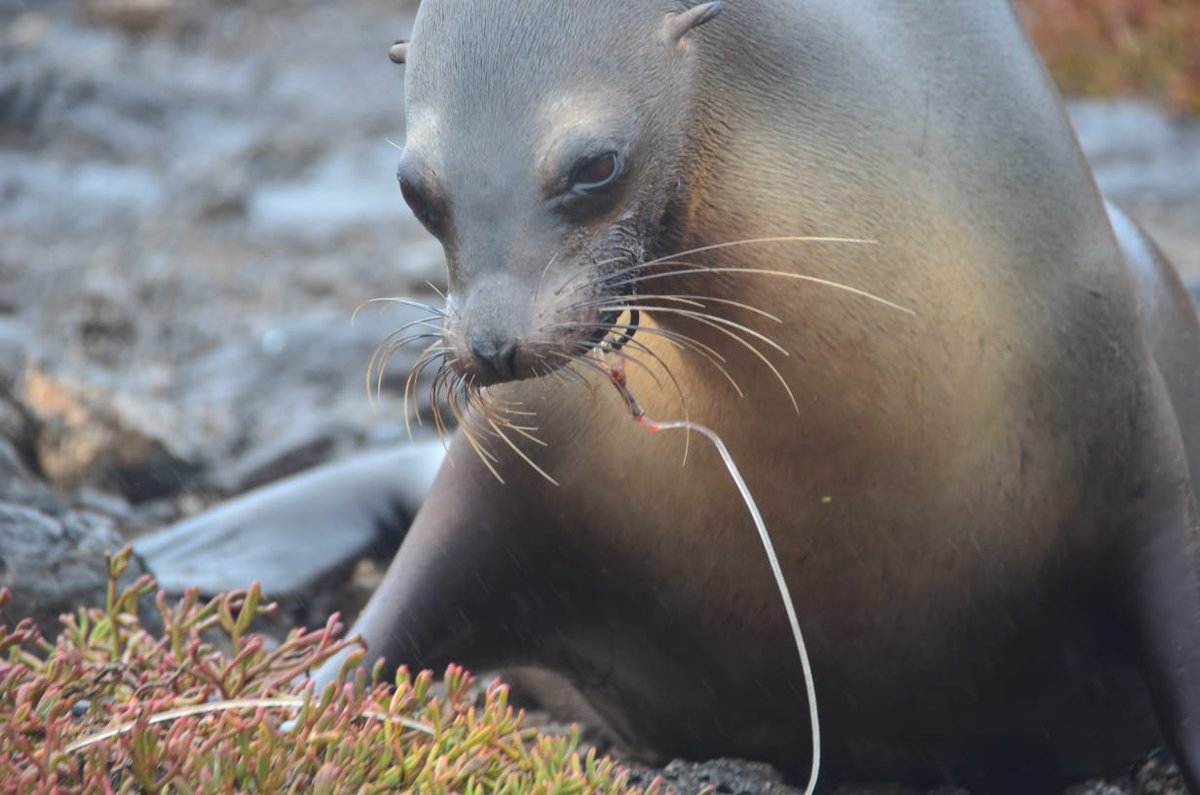 Cris_Taiji's tweet photo. Hemos solicitado a la @BiodiversidadAN de la @AsambleaEcuador investigue y pida información al @parquegalapagos @Ambiente_Ec y @CGGalapagos sobre el tema del us de EMPATE OCEÁNICO o su nombre real #palangre dentro de la RMG #GALAPAGOSEXTINCTION https://t.co/PLxowl15hk